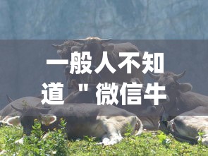 一般人不知道 ＂微信牛牛群有透视挂吗	”作弊挂(辅助外挂+