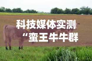 科技媒体实测“蛮王牛牛群有挂吗”(最新透视辅助上线)